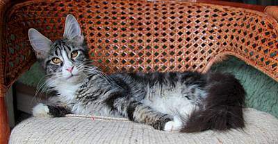 1600 X 832 157.5 Kb 1254 X 1600 188.1 Kb ,  -   'Aurum Beauty'