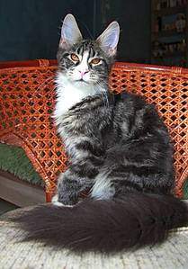 349 X 500  30.5 Kb 1600 X 832 157.5 Kb 1254 X 1600 188.1 Kb ,  -   'Aurum Beauty'