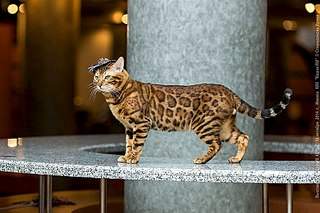 900 X 600 121.4 Kb  , 