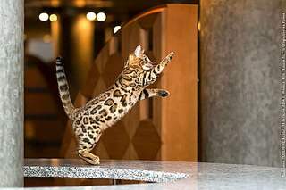 900 X 600 102.4 Kb 900 X 600 121.4 Kb  , 