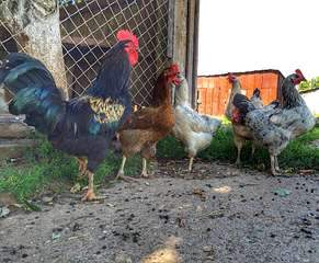 1920 X 1582 442.1 Kb 1920 X 1726 542.7 Kb ежедневка