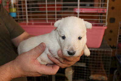 1999 X 1333 802.5 Kb 307 x 300 683 X 333 33.8 Kb   