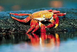 530 X 358 244.0 Kb 720 X 475 180.4 Kb 530 X 353 175.3 Kb 700 X 467 100.7 Kb 596 X 385 184.3 Kb 