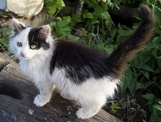 604 X 457 66.0 Kb      2  2 + 