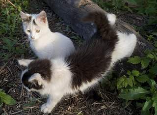 604 X 442 69.0 Kb 458 X 604 61.0 Kb      2  2 + 