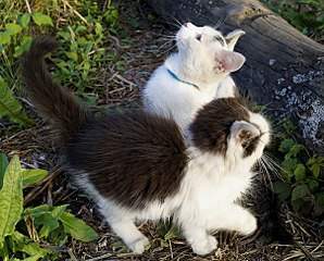 604 X 486 84.9 Kb      2  2 + 