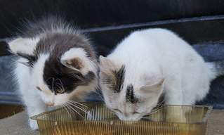 604 X 364 38.4 Kb 604 X 486 84.9 Kb      2  2 + 