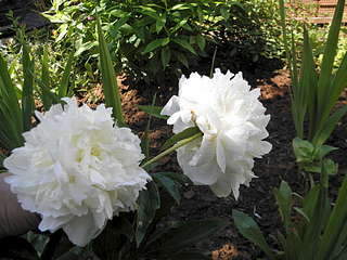 1920 X 1440 279.7 Kb ������ �����