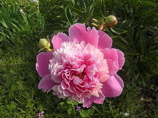 1280 X 960 553.9 Kb 1920 X 1440 279.7 Kb ������ �����