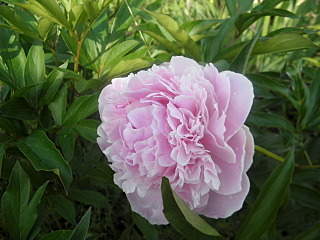 1280 X 960 558.4 Kb 1280 X 960 553.9 Kb 1920 X 1440 279.7 Kb ������ �����