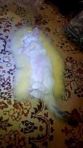 576 X 1024 85.1 Kb 1280 X 720 180.8 Kb   