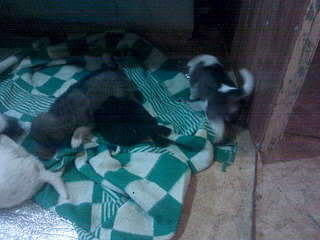 1920 X 1440 355.5 Kb 1920 X 1440 350.1 Kb  , !     ? !