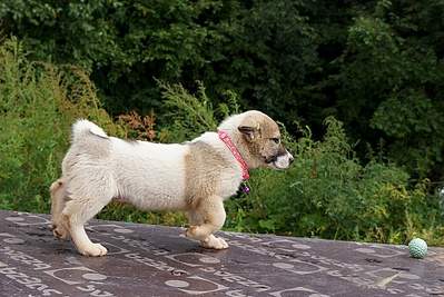 1058 X 708 305.1 Kb 735 X 1036 245.6 Kb 850 X 1156 315.5 Kb     