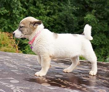 1027 X 872 329.8 Kb 1058 X 708 305.1 Kb 735 X 1036 245.6 Kb 850 X 1156 315.5 Kb     