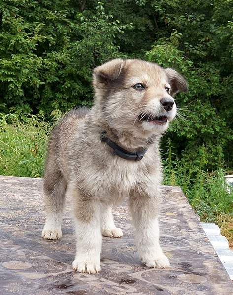 722 X 915 314.6 Kb 843 X 1137 400.1 Kb     