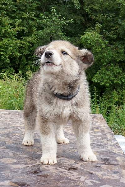 664 X 989 309.4 Kb 722 X 915 314.6 Kb 843 X 1137 400.1 Kb     