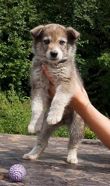 554 X 938 266.0 Kb 664 X 989 309.4 Kb 722 X 915 314.6 Kb 843 X 1137 400.1 Kb     