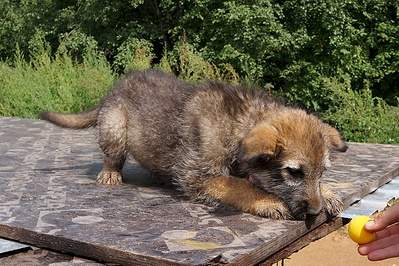 1374 X 915 658.8 Kb 770 X 1119 397.0 Kb 1403 X 963 652.4 Kb     