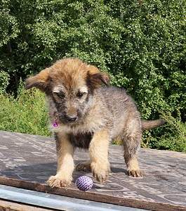 854 X 965 485.9 Kb 1374 X 915 658.8 Kb 770 X 1119 397.0 Kb 1403 X 963 652.4 Kb     