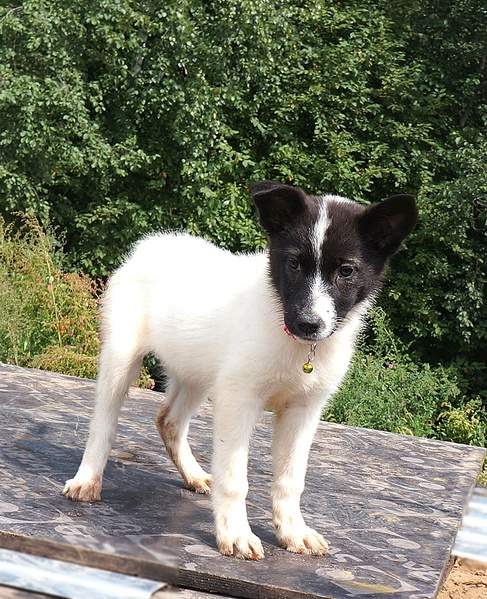 806 X 991 413.7 Kb 1092 X 1461 548.1 Kb 645 X 1022 340.8 Kb     