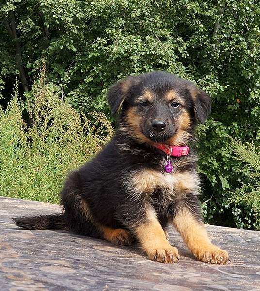 652 X 729 287.7 Kb 737 X 998 460.0 Kb     