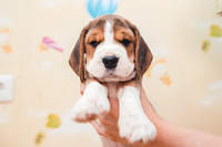 1199 X 800 107.8 Kb 1920 X 1281 169.7 Kb 1199 X 800  99.8 Kb 1920 X 1281 176.5 Kb 1920 X 1281 213.9 Kb  