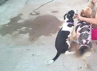 807 X 589 77.9 Kb 605 X 807 127.3 Kb Очень нуждаемся в помощи для щенка со сломанными лапками