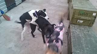 807 X 454 68.2 Kb 807 X 589 77.9 Kb 605 X 807 127.3 Kb Очень нуждаемся в помощи для щенка со сломанными лапками