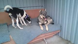 807 X 454 63.4 Kb Очень нуждаемся в помощи для щенка со сломанными лапками