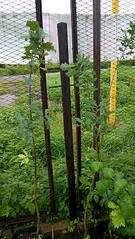 918 X 1632 665.3 Kb 918 X 1632 650.4 Kb ����� ����������� � �������� 