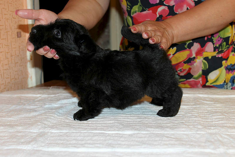 1999 X 1333 945.7 Kb 1999 X 1333 925.2 Kb   