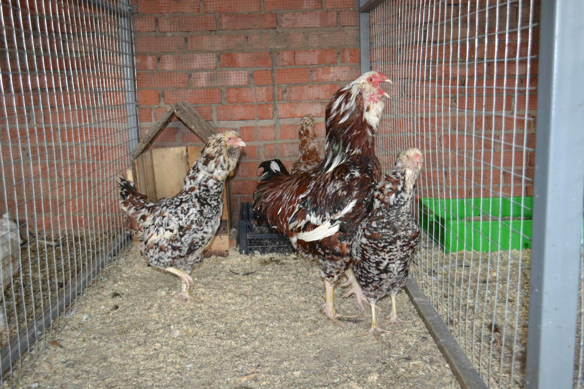 Rare and Fancy Chickens Fancy chickens, Chickens backyard, Backyard poultry