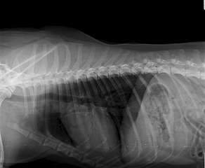 1920 X 1577 107.9 Kb   ,   .  !