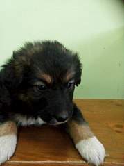 605 X 807 64.7 Kb 605 X 807 55.9 Kb 6        . (