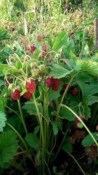 1746 X 3104 739.2 Kb 1746 X 3104 962.4 Kb      