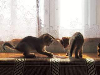 1920 X 1440 316.4 Kb 1920 X 1554 382.4 Kb 1920 X 1559 301.5 Kb 1920 X 1440 438.9 Kb Веточка для Коржиков и абиссинских кошек