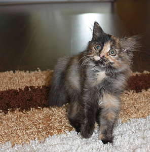 1920 X 1942 295.2 Kb Очаровательная кото-девочка - черно-красная "черепаха" ищет теплый дом!