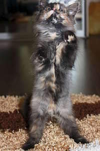 1920 X 2880 385.3 Kb 1920 X 1942 295.2 Kb Очаровательная кото-девочка - черно-красная "черепаха" ищет теплый дом!