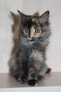 1920 X 2880 272.5 Kb Очаровательная кото-девочка - черно-красная "черепаха" ищет теплый дом!