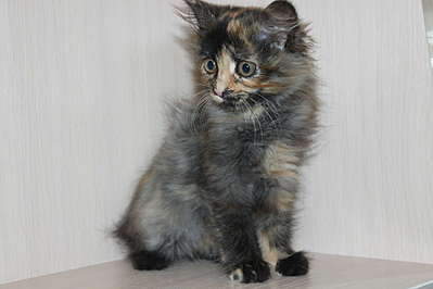 1920 X 1280 129.3 Kb 1920 X 2880 272.5 Kb  - - - ""   !