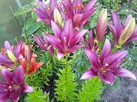 1920 X 1440 404.4 Kb 640 X 480 441.0 Kb 640 X 480 420.3 Kb 640 X 480 335.8 Kb  - , , , ,   .