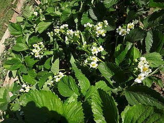 1024 X 768 301.8 Kb Укорененные усы земляники (виктории) сорта Ред Гонтлет