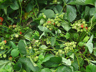 1024 X 768 324.1 Kb Укорененные усы земляники (виктории) сорта Ред Гонтлет