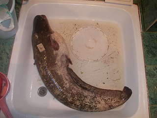 1920 X 1440 212.8 Kb ������ ���� ����