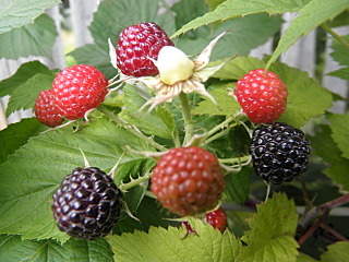 1280 X 960 526.2 Kb ������ ������� ������ ������ � �������