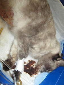 1080 X 1440 146.7 Kb ! SOS!    .     .