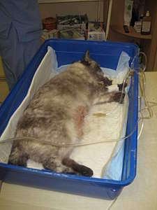 1920 X 2560 342.6 Kb 1080 X 1440 146.7 Kb ! SOS!    .     .