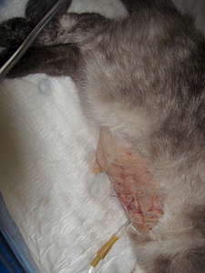 1080 X 1440 119.6 Kb 1920 X 2560 342.6 Kb 1080 X 1440 146.7 Kb ! SOS!    .     .