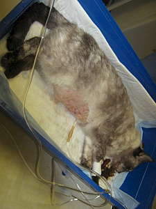 1080 X 1440 130.0 Kb 1080 X 1440 119.6 Kb 1920 X 2560 342.6 Kb 1080 X 1440 146.7 Kb ! SOS!    .     .