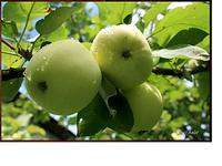 768 X 576 153.8 Kb 1071 X 1434 120.5 Kb 1600 X 1200 584.2 Kb ������ ������